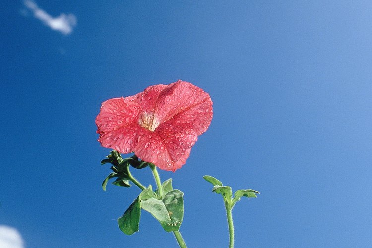 Una petunia.