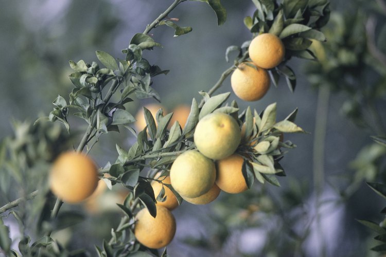 Los naranjos que se cultivan a partir de semillas deben llegar a la madurez antes de dar frutos.