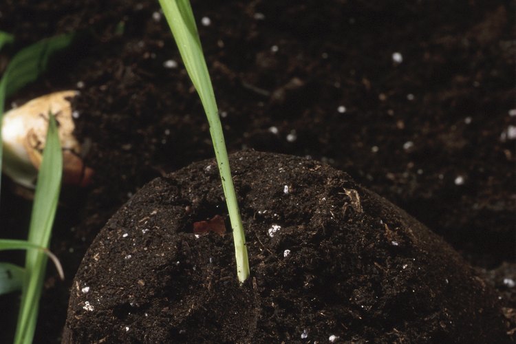 Los gránulos de Osmocote liberan los nutrientes que las plantas necesitan.