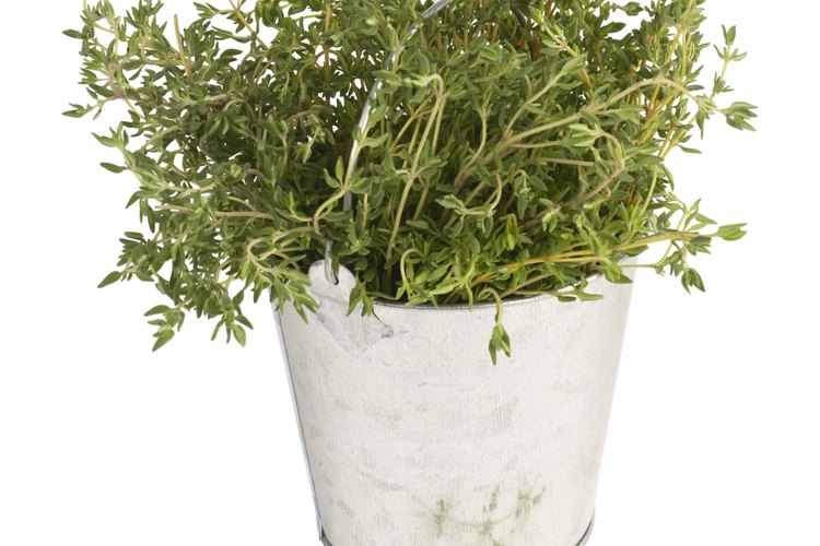 Propaga tu propias plantas de romero con esquejes.