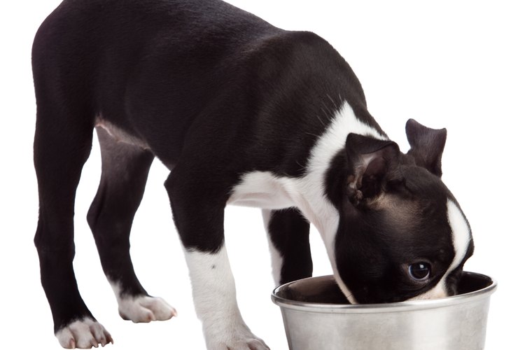 Los perros adoran la comida seca cuando está bañada en salsa.