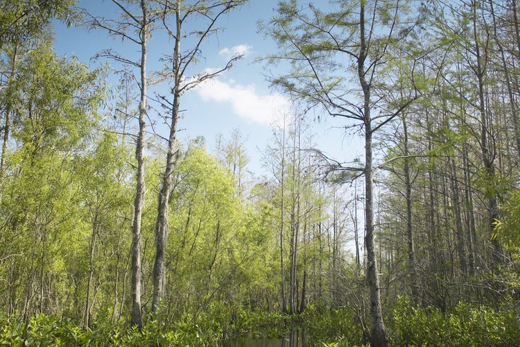 Los Everglades se encuentran dentro de los muchos destinos silvestres para acampar primitivamente.