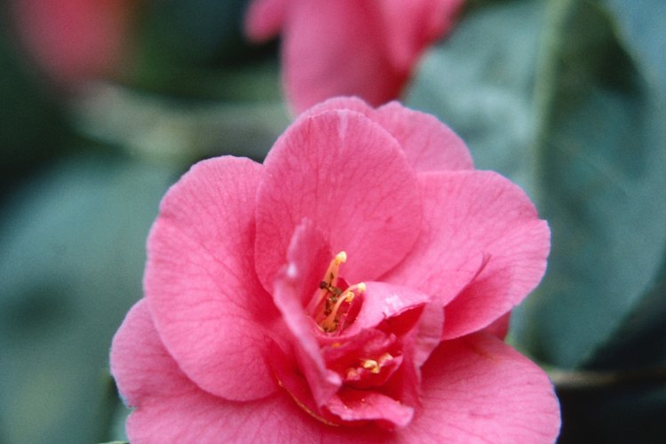 Las camelias pueden honrar tu jardín por muchos años con el cuidado y la poda adecuados.