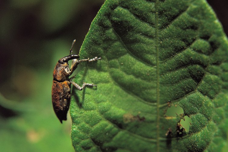 Gorgojo devorando una hoja.