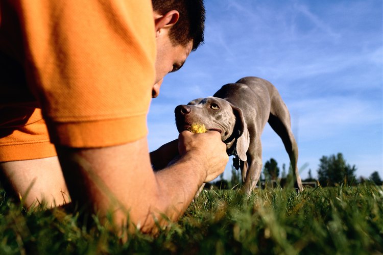 Si tienes un weimaraner, lee este artículo y aprende a cuidarlo.
