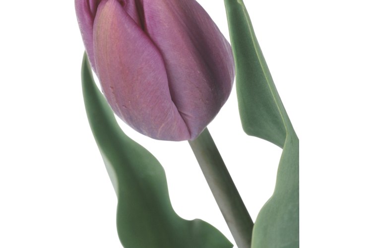 Un tulipán en maceta requiere cuidados específicos para sobrevivir.