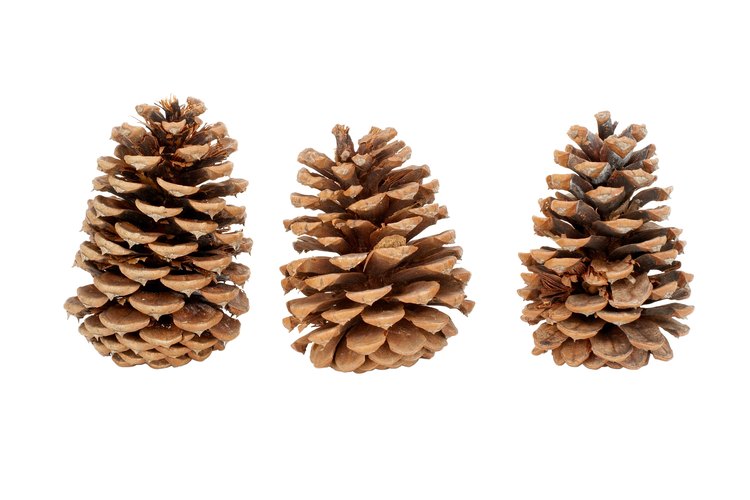Recoger piñas es el primer paso para cultivar pinos.