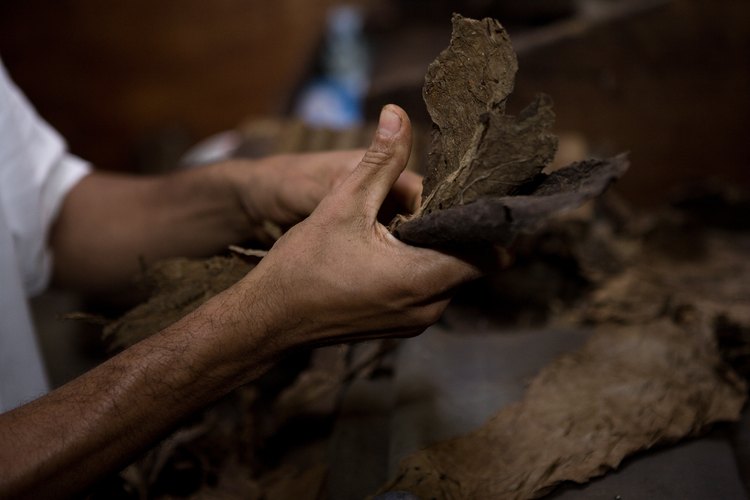 Despues del periodo de secado el tabaco debe ser cortado en diferentes tamaños para ser utilizado en diferentes productos.