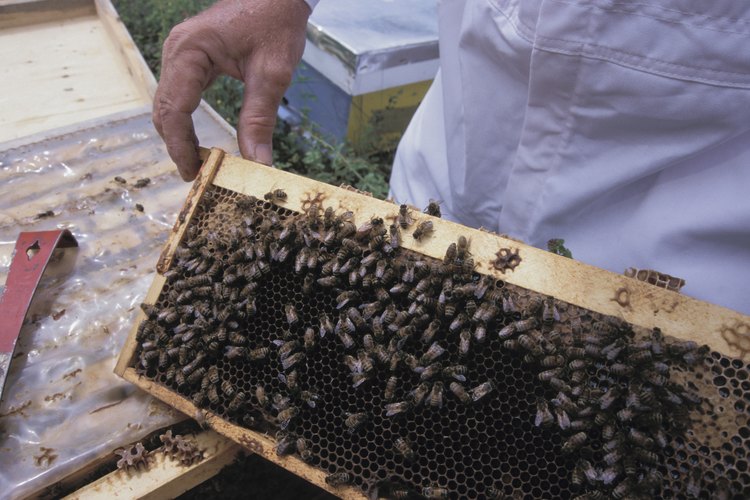 Las abejas producen cera para sellar su panal.