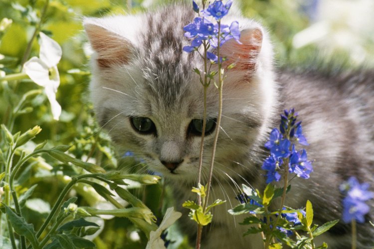 Los gatos cavan en la tierra para cubrir sus heces y orina
