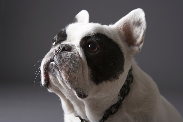 El Bulldog francés es una gran mascota, pero necesita muchos cuidados.