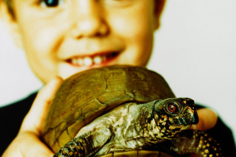 No puede pasar mucho tiempo hasta que el niño este pidiendo por una nueva mascota.
