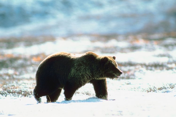 Los osos pardos son animales solitarios.