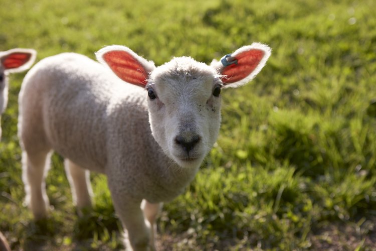 ¿Los animales tienen alma?