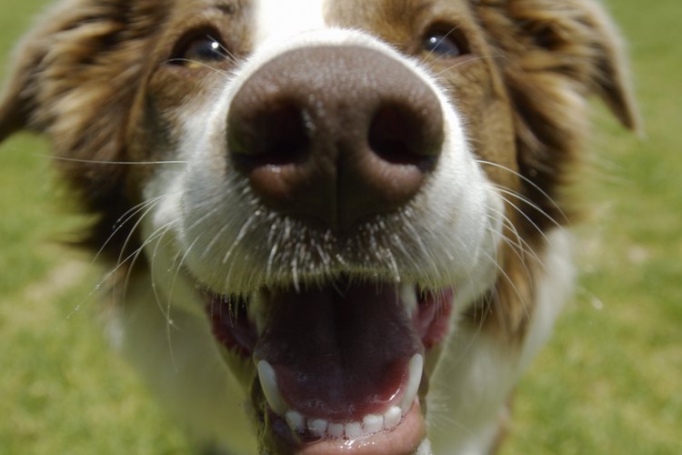 Hacer pasta de dientes casera para perro puede ayudarte a mantener sus dientes saludables.