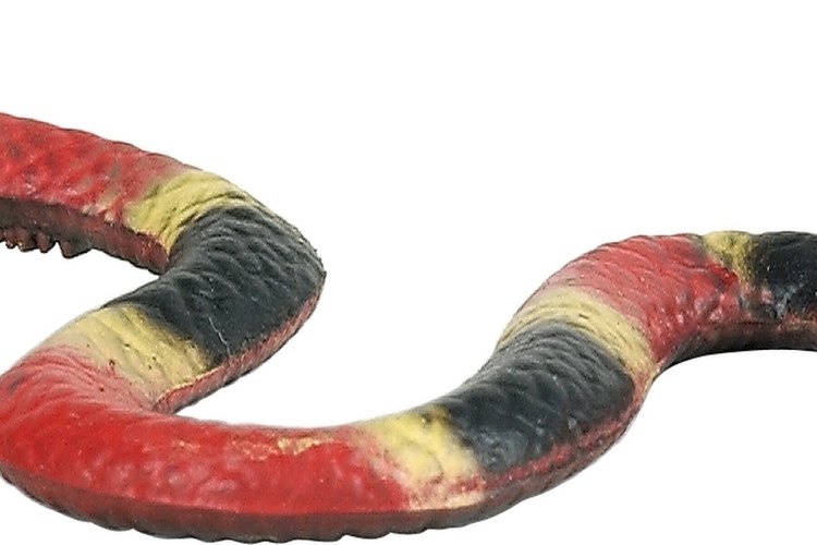 La inofensiva serpiente escarlata es muy similar a la serpiente coral venenosa del Este.