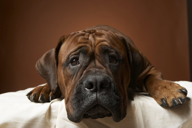 Si los ojos de tu perro están muy inflamados, tu veterinario puede prescribir gotas que contengan esteroides.