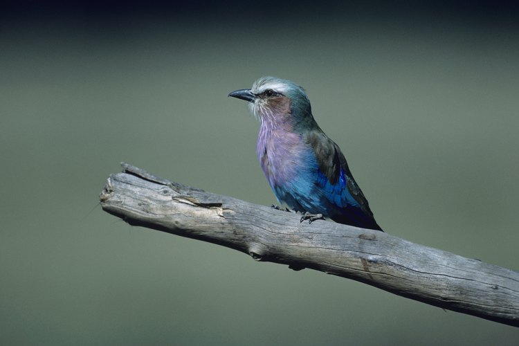 Hay más de 10.000 especies de aves en el mundo, de acuerdo con Birding.com