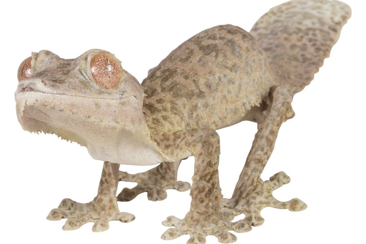 Hay más de 2000 especies diferentes de gecos en todo el mundo.