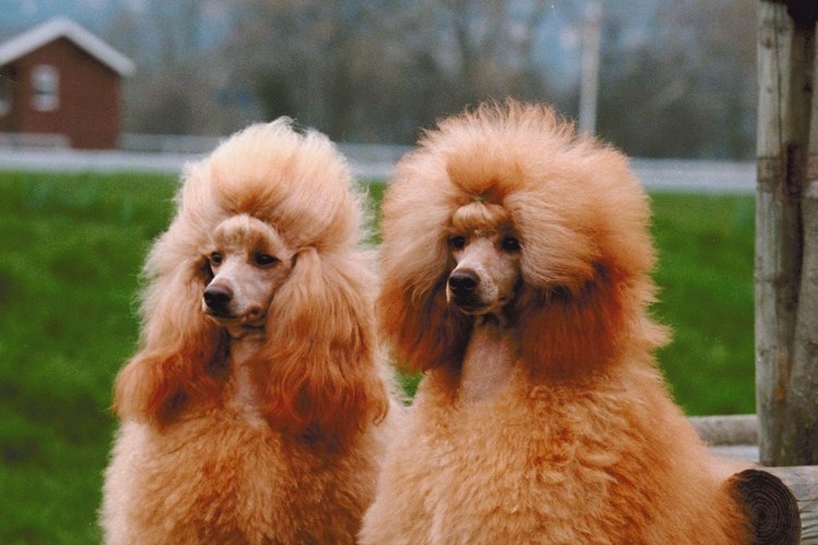 Los poodles son conocidos por su pelo crespo y rizado.