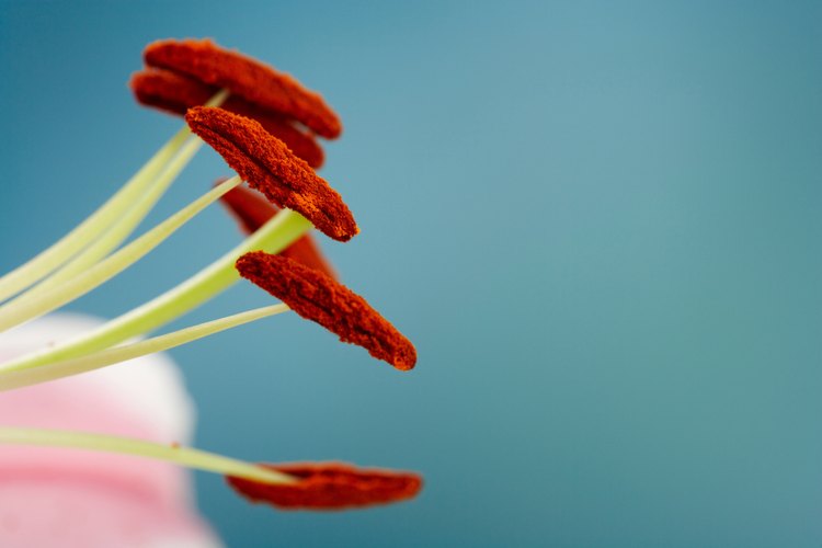 Los estambres en las flores masculinas, producen polen.