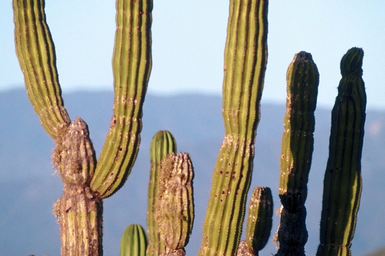 Cactus en el desierto de Chihuahua.