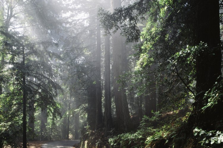 Las plantas perennes representan la gran mayoría de la vida vegetal en bosques y tundras.