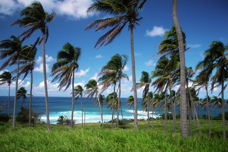 St. Kitts.