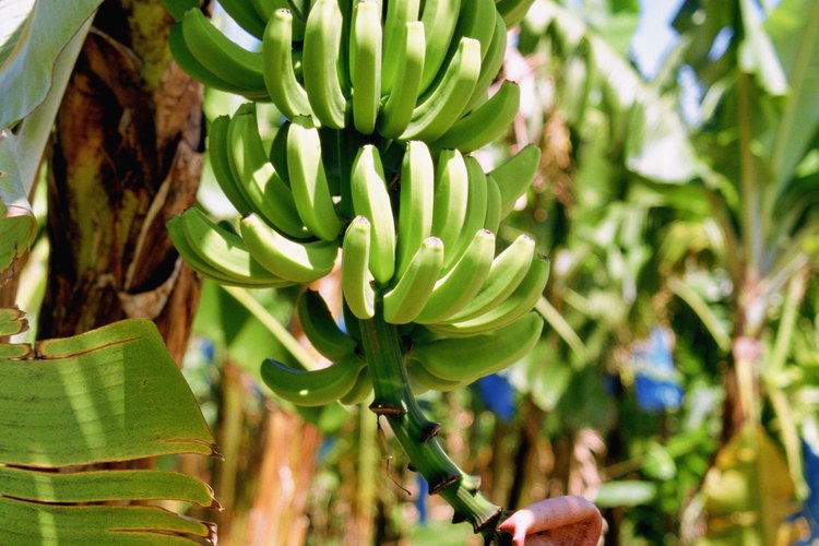 Cada pseudotallo de una planta de plátano produce frutos sólo una vez.