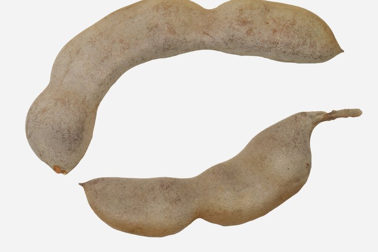 El árbol de tamarindo (Tamarindus indica) es un miembro de la familia de las leguminosas.