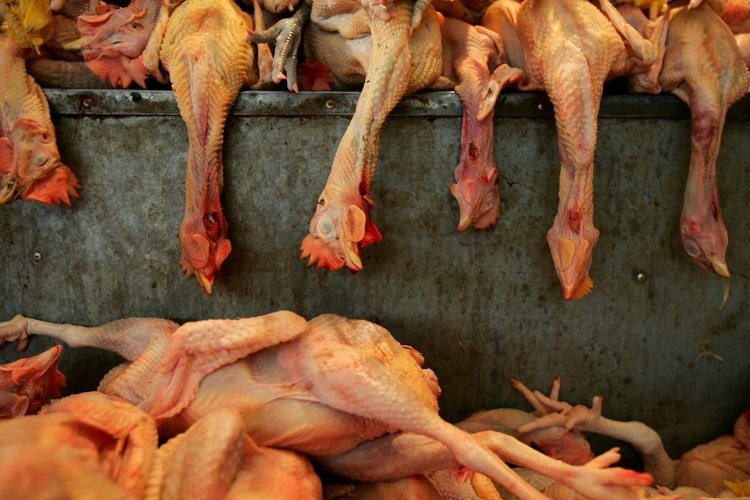 El aturdimiento hace que la mayoría de los pollos estén inconscientes antes de la muerte.