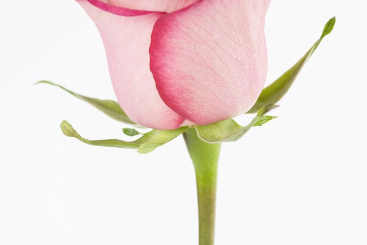 Los capullos de rosa a menudo necesitan de un de semanas para convertirse en flores completamente abiertas.