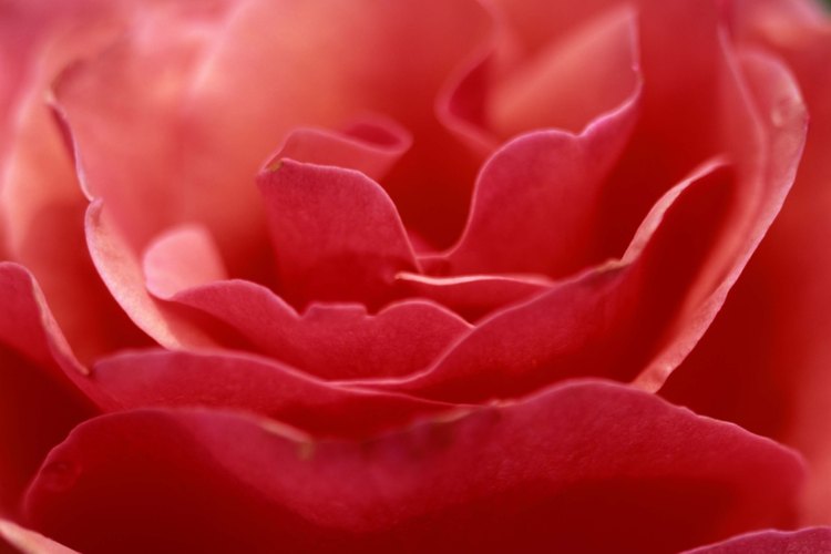 Las rosas que cortas pueden abrirse dentro de la semana.