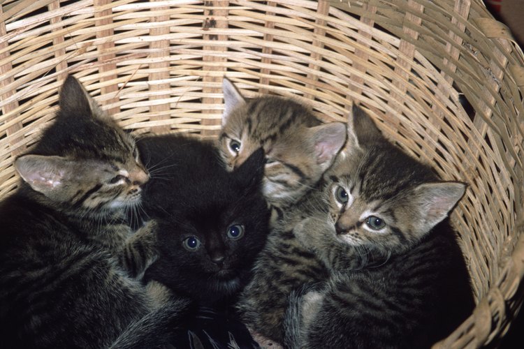 Hay varias razones por las que una gata puede rehusarse a cuidar a su cría.