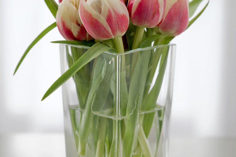 Los tulipanes crecen en una variedad de colores.
