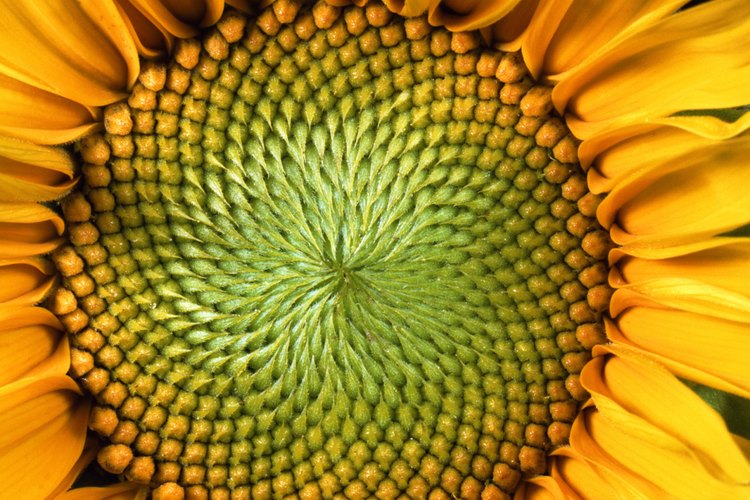 Acercamiento a un girasol