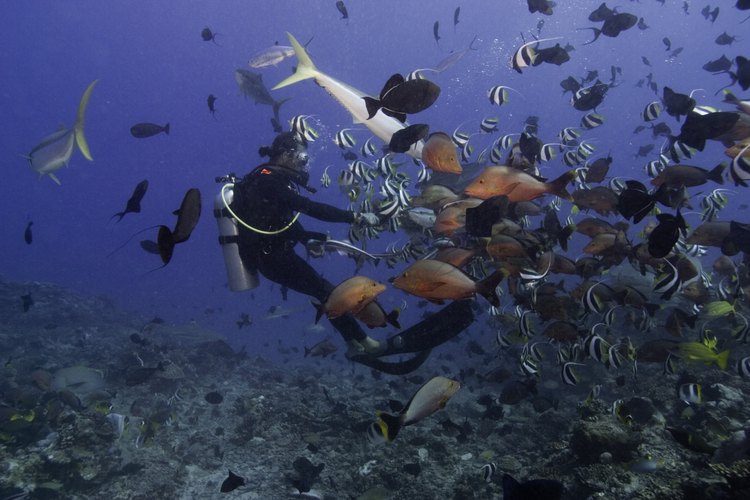 El arrecife del Caribe es el más antiguo del planeta.