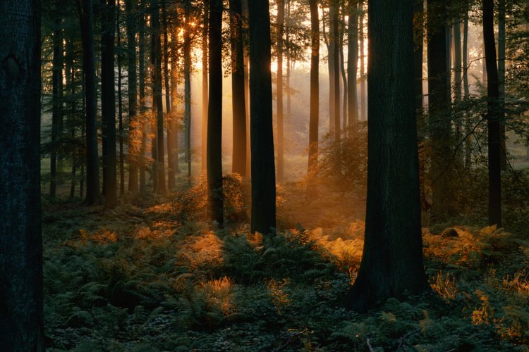 Algunos helechos se han adaptado a la luz tenue de los bosques tropicales.