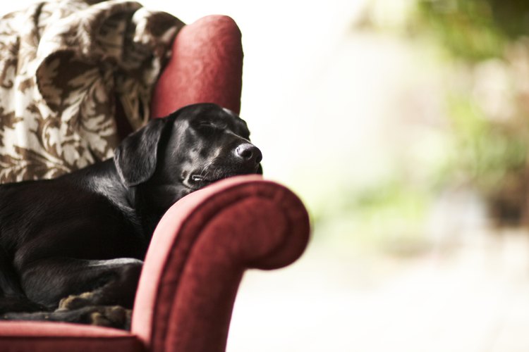 Puedes encontrar maneras fáciles de evitar que tu perro se suba a los sillones.