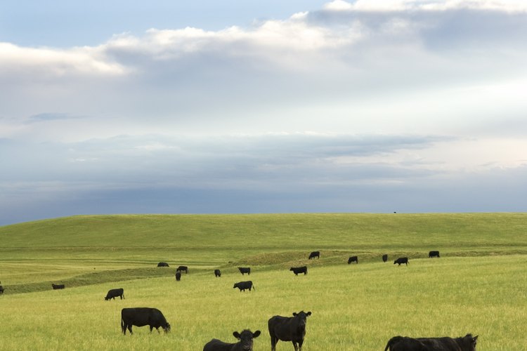 Una tierra seca y pobre en nutrientes es menos capaz de soportar vida.