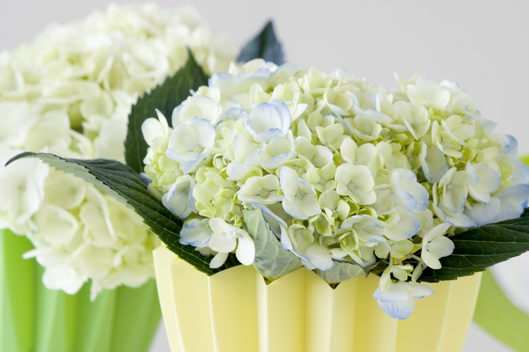 Las hortensias, claveles y margaritas se encuentran entre las flores más absorbentes de colorantes para alimentos.