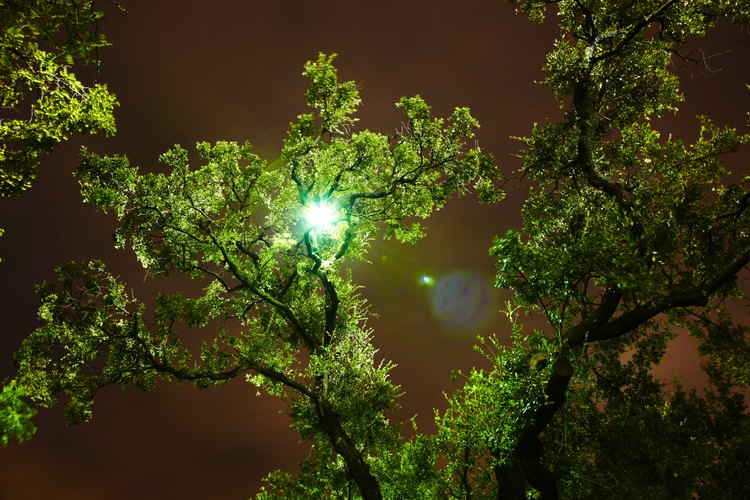 La luz del sol nutre a las plantas, que alimentan a los herbívoros y les pasan sus nutrientes.