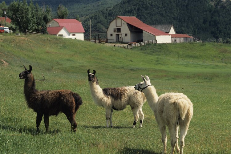 Corta dos orejas de la piel.