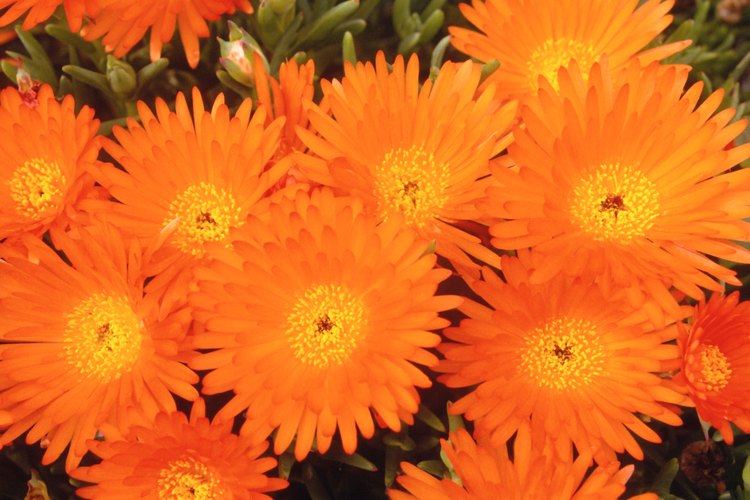 Hay muchas flores que pueden florecer durante todo el año si la temperatura es la adecuada.