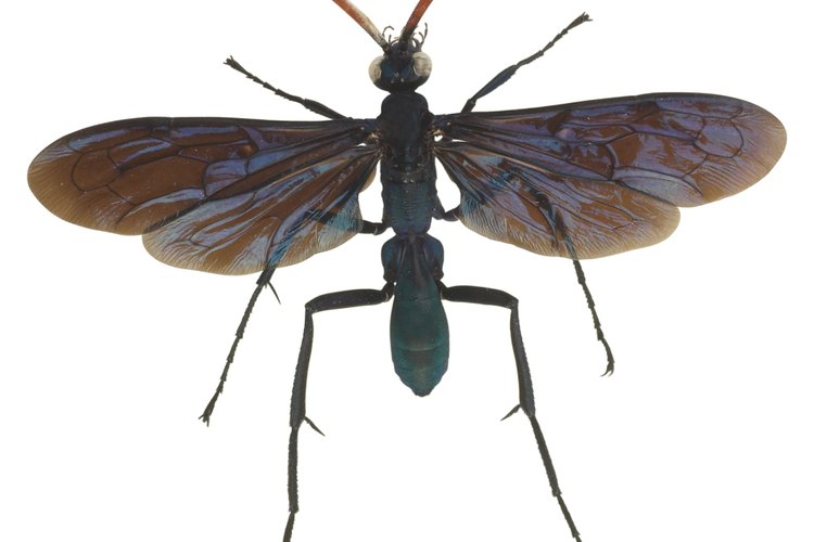 La avispa caza tarántulas puede crecer hasta 5,1 cm de largo.
