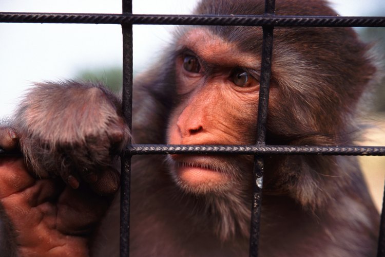 Los animales en cautiverio para entretenimiento raramente tienen un hábitat que sea tan grande como su rango sería en la naturaleza.