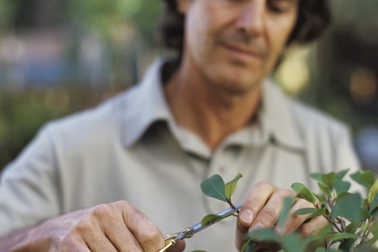 Cultiva mangles con la técnica de bonsai.
