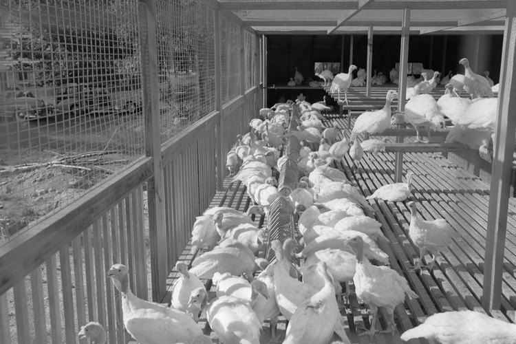 Un corral puede ser cubierto o tener un piso de rejilla para mantener a los pollos sanos y seguros.