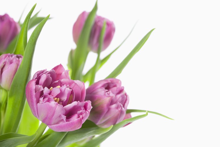 El tulipán ha sido cultivado en Turquía debido a su importancia en el arte y la cultura turcas.