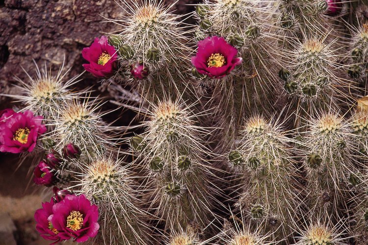 Cactus erizo tolerante a la humedad.
